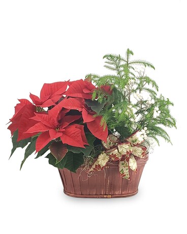 Holiday Combo Basket Plant