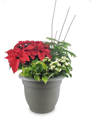 Grand Holiday Planter Plant