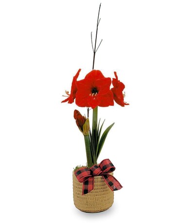 Amaryllis by Morning Plant
