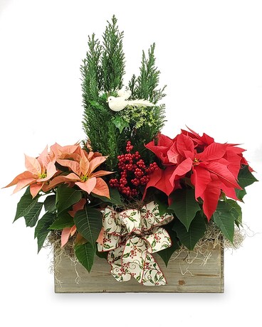 Winter Trio Plant