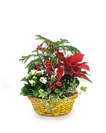 Holiday Blooming Basket Plant