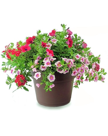 Outdoor Patio Garden Plant