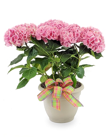 Pink Hydrangea Plant
