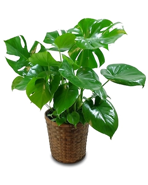 monstero plant Monstera Deliciosa (Tissue Culture Plant in Jiffy bag)  vridhigarden