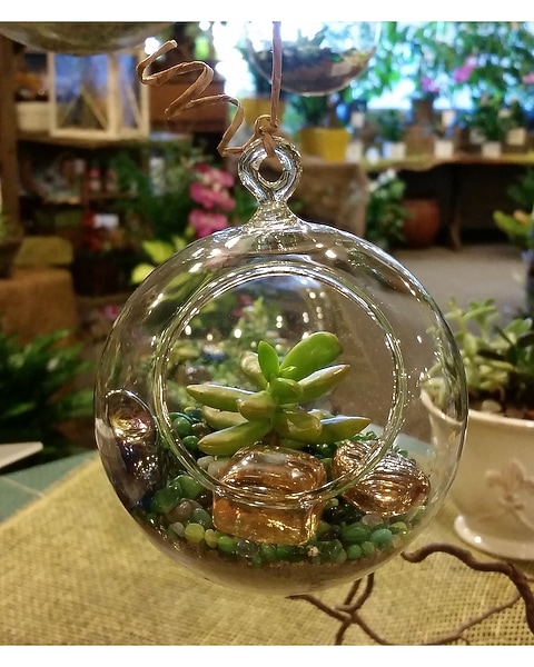 Small Hanging Succulent Terrarium in Marshfield WI - Hefko Floral Company