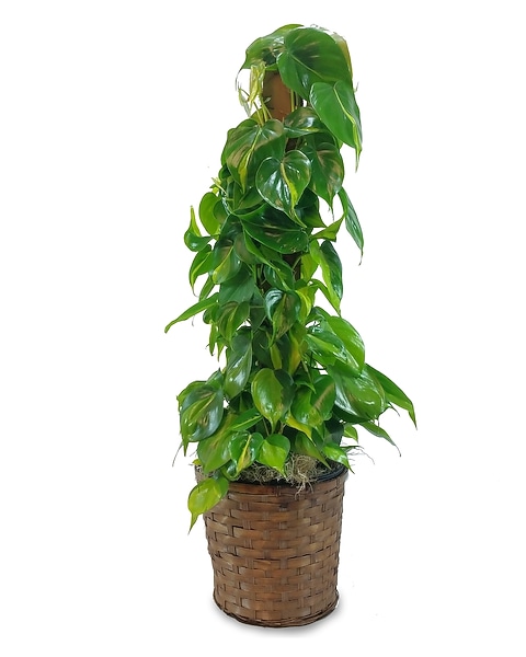 Brasil Philodendron Pole in Marshfield WI - Hefko Floral Company