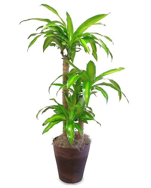 Large Mass Cane Plant in Marshfield WI - Hefko Floral Company