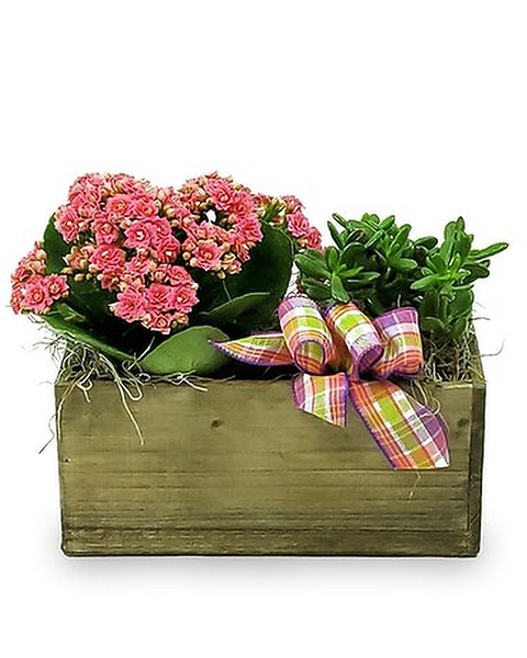 Succulent Window Box in Marshfield WI - Hefko Floral Company