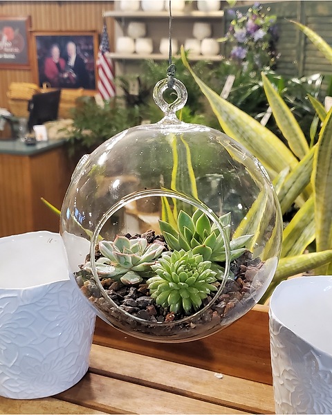 Large Hanging Succulent Terrarium in Marshfield WI - Hefko Floral Company