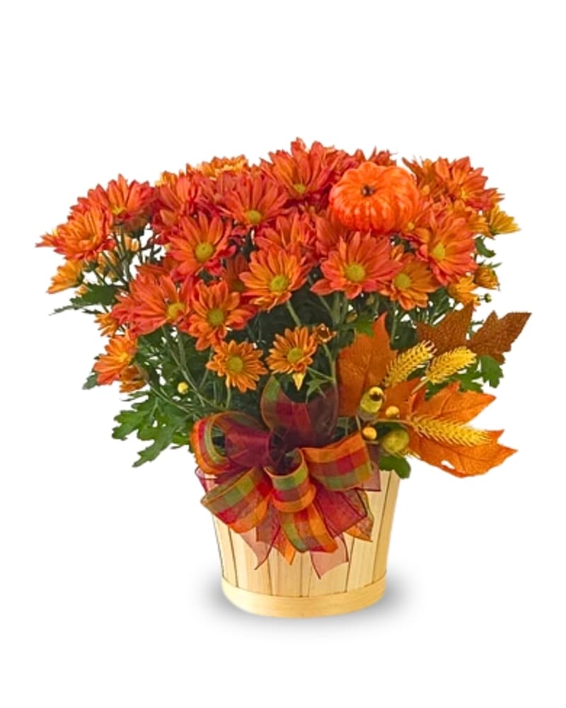 Bouquets by Occasions Delivery Marshfield WI - Hefko Floral Company