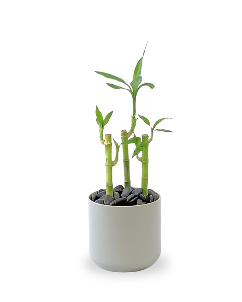 camposportoanum philodendron Philodendron camposportoanum | Plants
