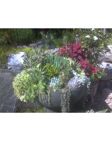 Exclusive 6 Flower Arrangement
