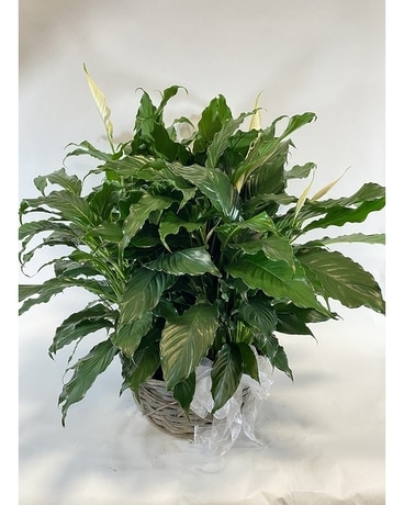 Funeral Planter Plant