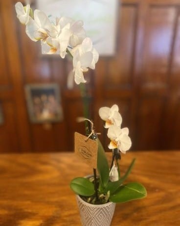 Miniature Orchid Flower Arrangement