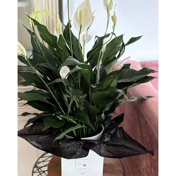 Sympathy Peace Lily