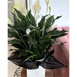 Sympathy Peace Lily in Brookfield WI - Vines and Violet