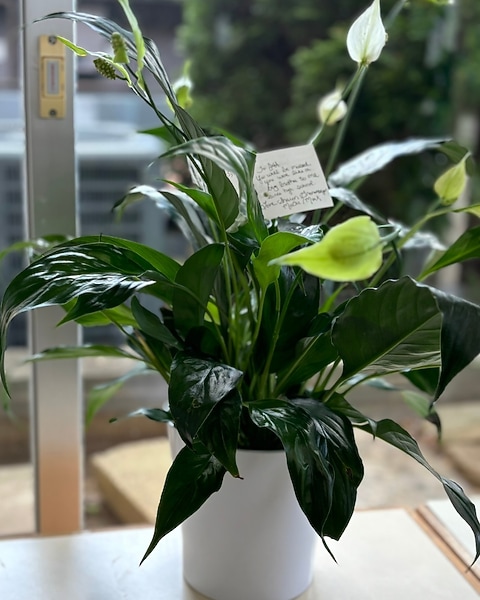 Sympathy Peace Lily