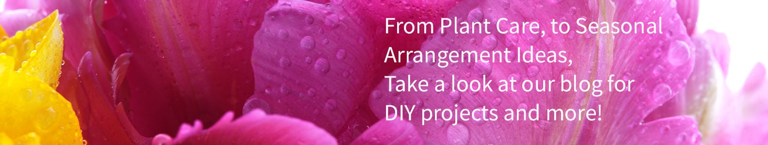 Beautiful Seasonal Flowers Banner