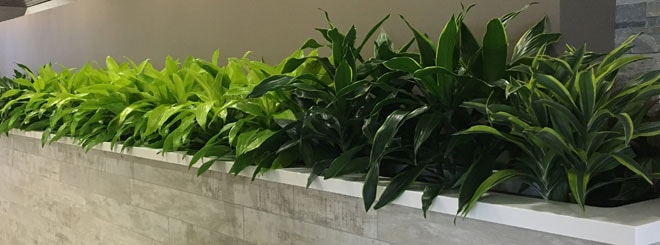 Beautiful Seasonal Flowers Banner