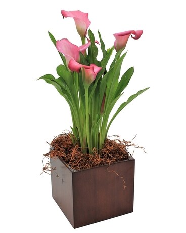 MFG Calla Lily Flower Arrangement