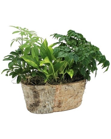 Deal Of The Day - MFG Wandering Woods Flower Arrangement