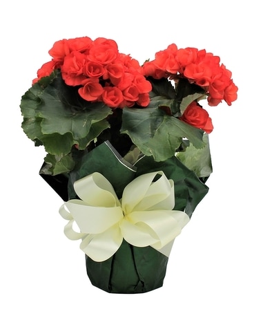 Begonia Flower Arrangement