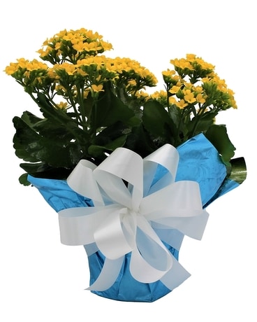 Kalanchoe Flower Arrangement
