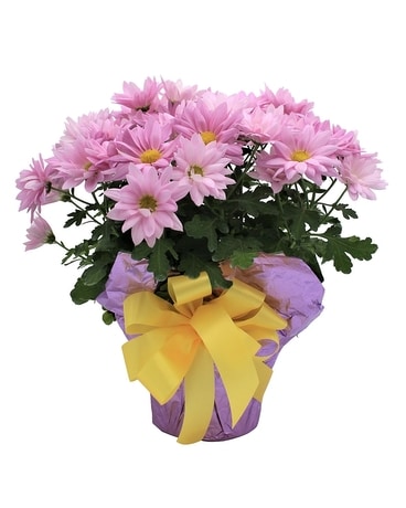 Chrysanthemum Flower Arrangement