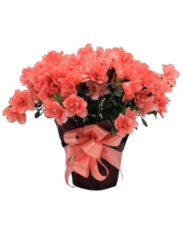 AZALEA Flower Arrangement