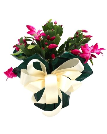 Holiday Cactus Flower Arrangement