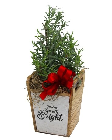 Holiday Mini Lavender Tree Flower Arrangement