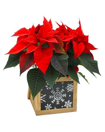 Let It Snow Poinsettia Plant