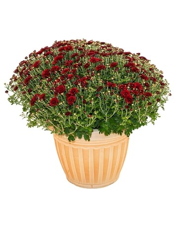 Hardy Fall Mum Planter Plant