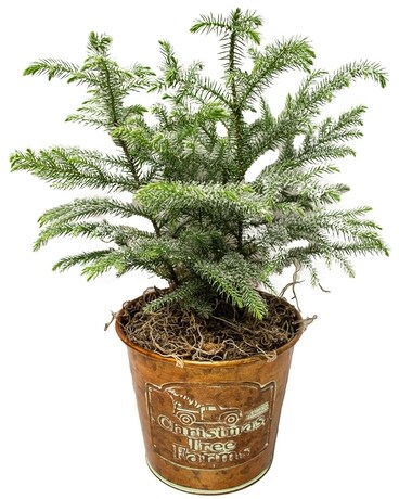 MFG Christmas Tree Farm Flower Arrangement