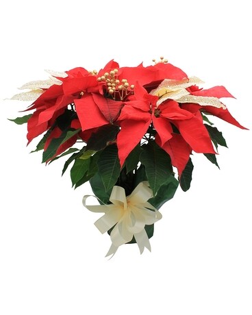 Blitzen Flower Arrangement