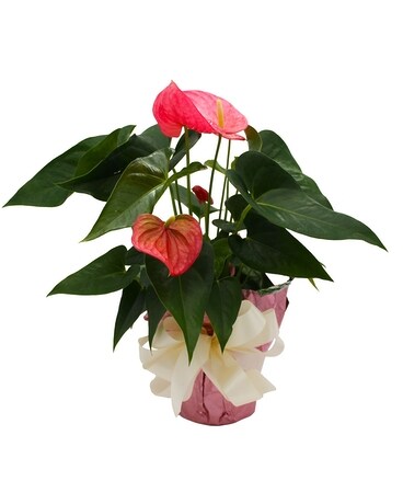 Anthurium Flower Arrangement