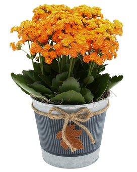 Harvest Cheer Flower Arrangement