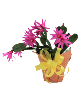 Spring Cactus Plant