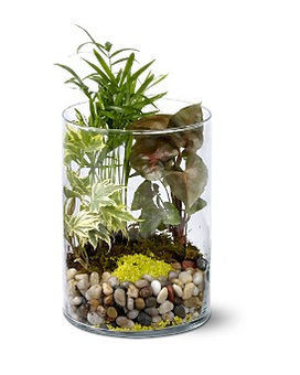 GARDEN IN A CYLINDER Plant