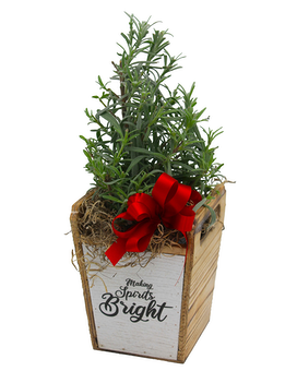 Holiday Mini Lavender Tree Flower Arrangement