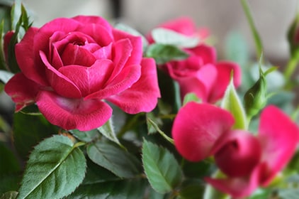 Rose Specials!