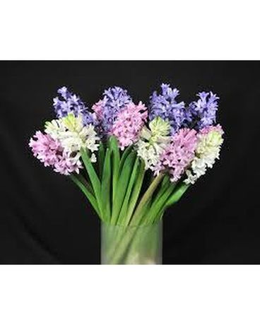 Hyacinth Special Flower Arrangement