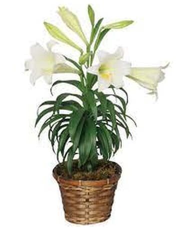 Easter Lily Plant