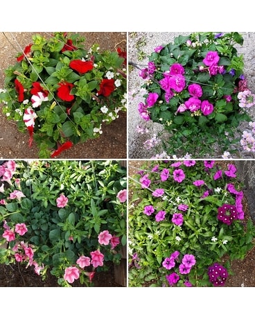 Spring Hanging Baskets Plant