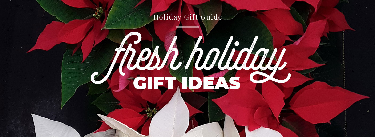 Crisp white and vibrant red poinsettias create a stunning backdrop for the text overlay. The words 'Holiday gift guide' and 'fresh holiday gift ideas' invite you to explore our festive array of seasonal offerings.