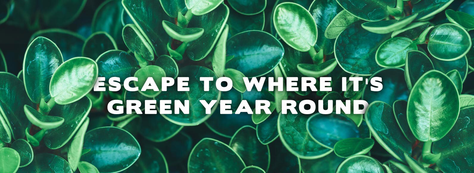 Cincinnati Florist Flower Delivery by Benken Florist Home and Garden