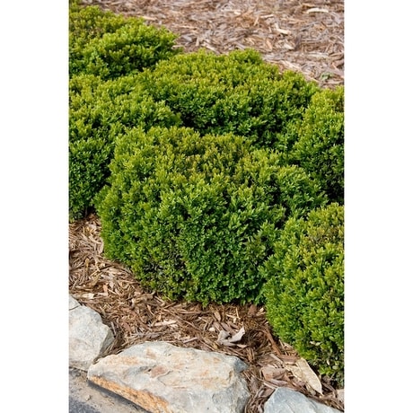 Buxus 'Green Velvet' (Boxwood)