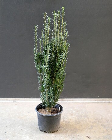 Japanese Sky Pencil Holly Plant