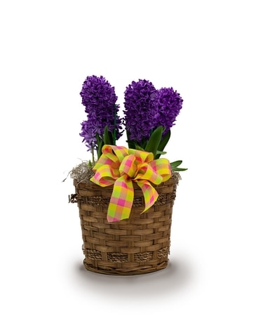 Hyacinth Bulb Basket Plant