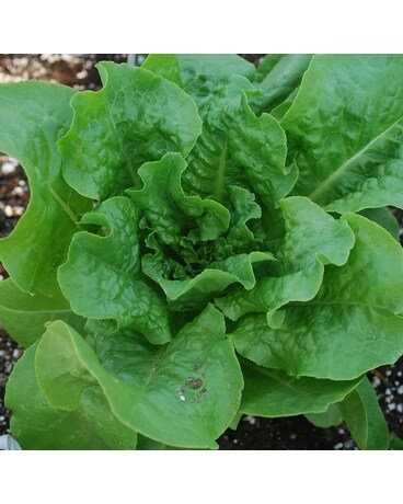 Lettuce 6 Pack Custom product